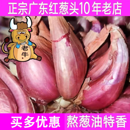 广东本地红葱头干葱头火葱正宗新鲜小香葱食用熬葱油特香产地包邮