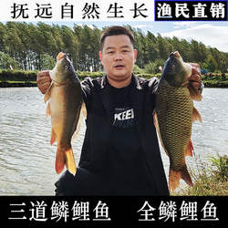 三道鳞黑龙江抚远特产大鲤子鲤拐子无鳞鲤鱼整条鲜活速冻全鳞鲤鱼