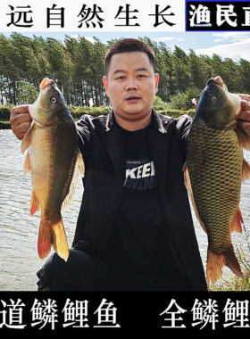 鲜活黑龙江鲤鱼三道鳞纯江整条