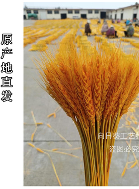 金黄色开业批发麦穗干花装饰开业大麦红原色漂白麦子天然花艺制品