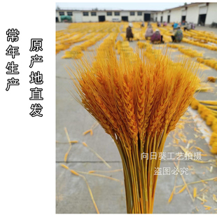 金黄色开业批发麦穗干花装饰开业大麦红原色漂白麦子天然花艺制品