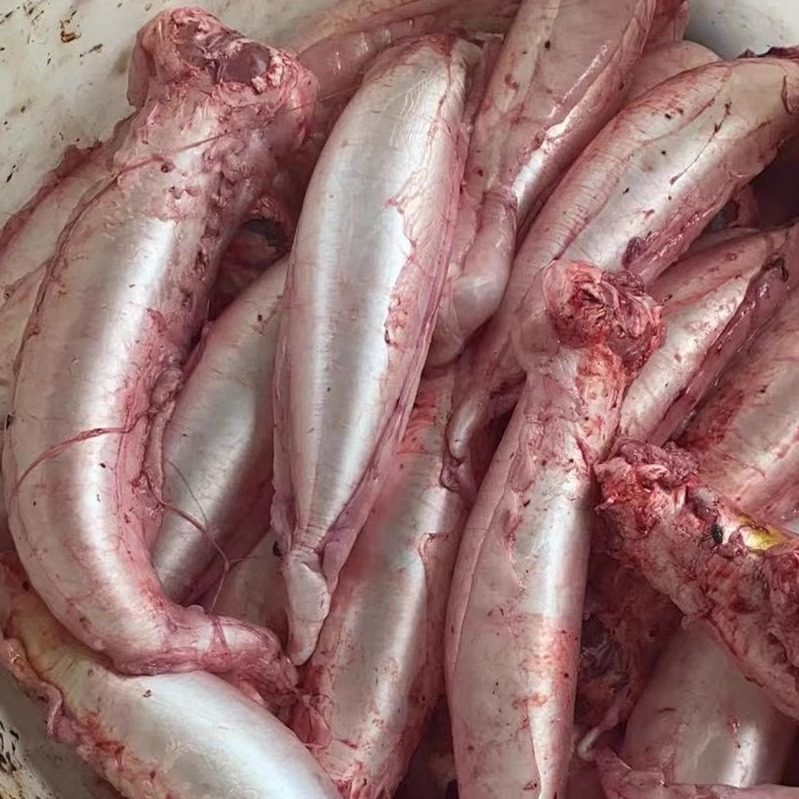 新鲜赤嘴鳘鱼胶 米鱼花胶 鱼肚鱼泡鱼鳔 赤嘴鱼鲛适合自家晒250克