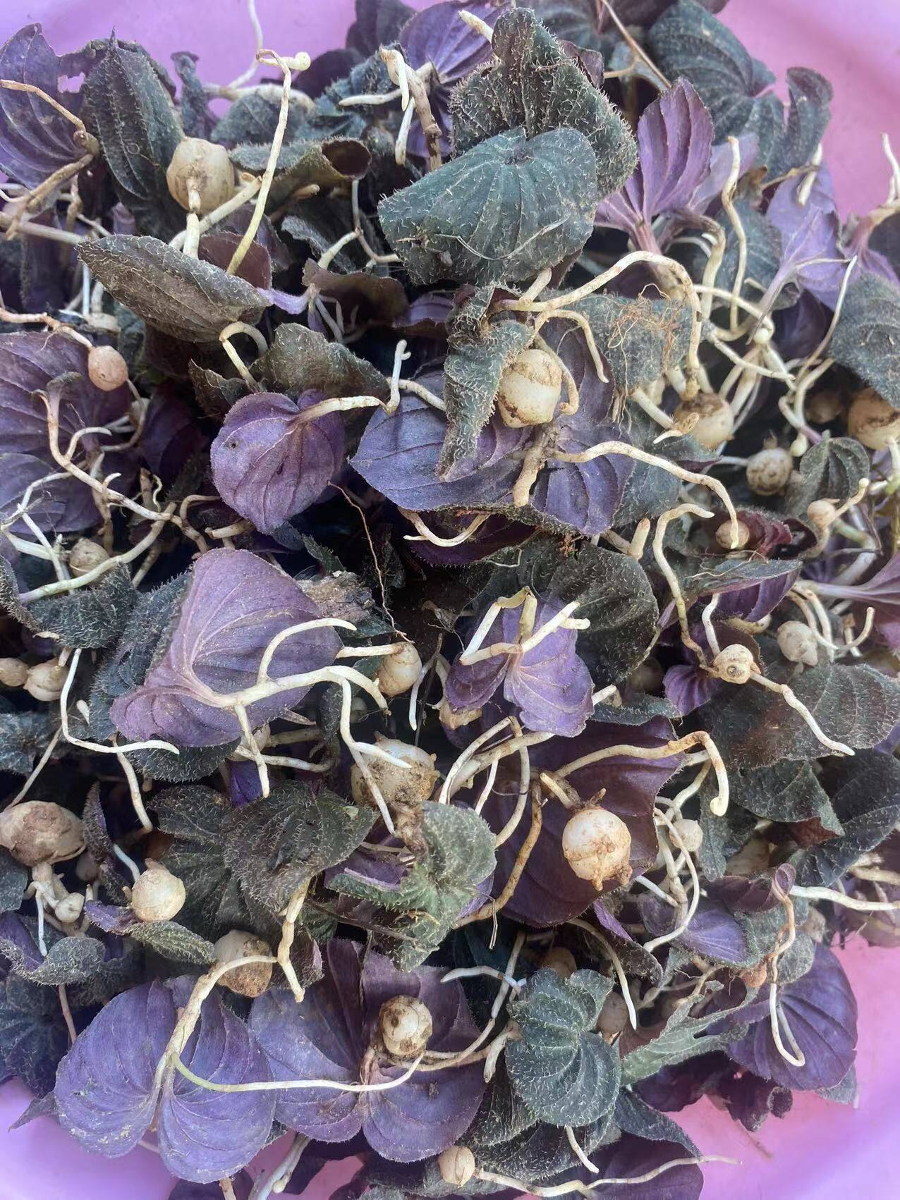 新鲜紫背红天葵独脚天葵 猪乸耳磨地沙 珍珠叶 半边伞 坠千斤500g