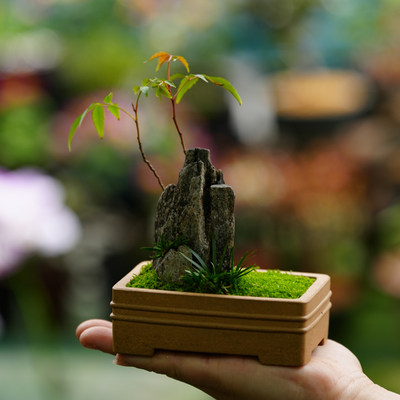 轻奢小雅 全手工原矿紫砂盆名家马槽盆菖蒲苔藓微盆景姬虎儿草盆