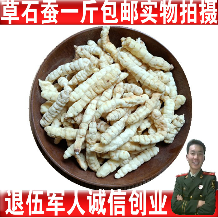 贵州野生草石蚕泽兰根白