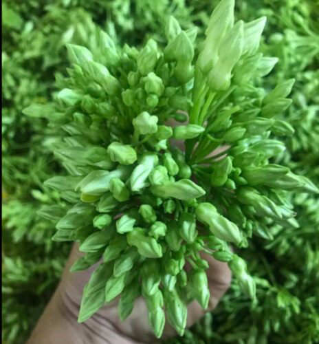 食用夜香花千里香夜兰花