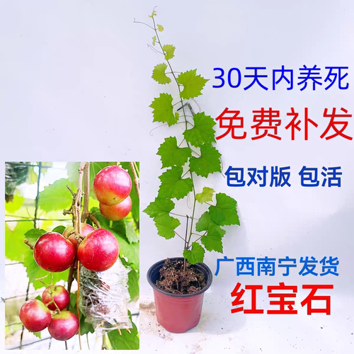 美洲圆叶葡萄 圆叶葡萄微红梅密脆皇冠 红宝石 格威尔 伊森包对版