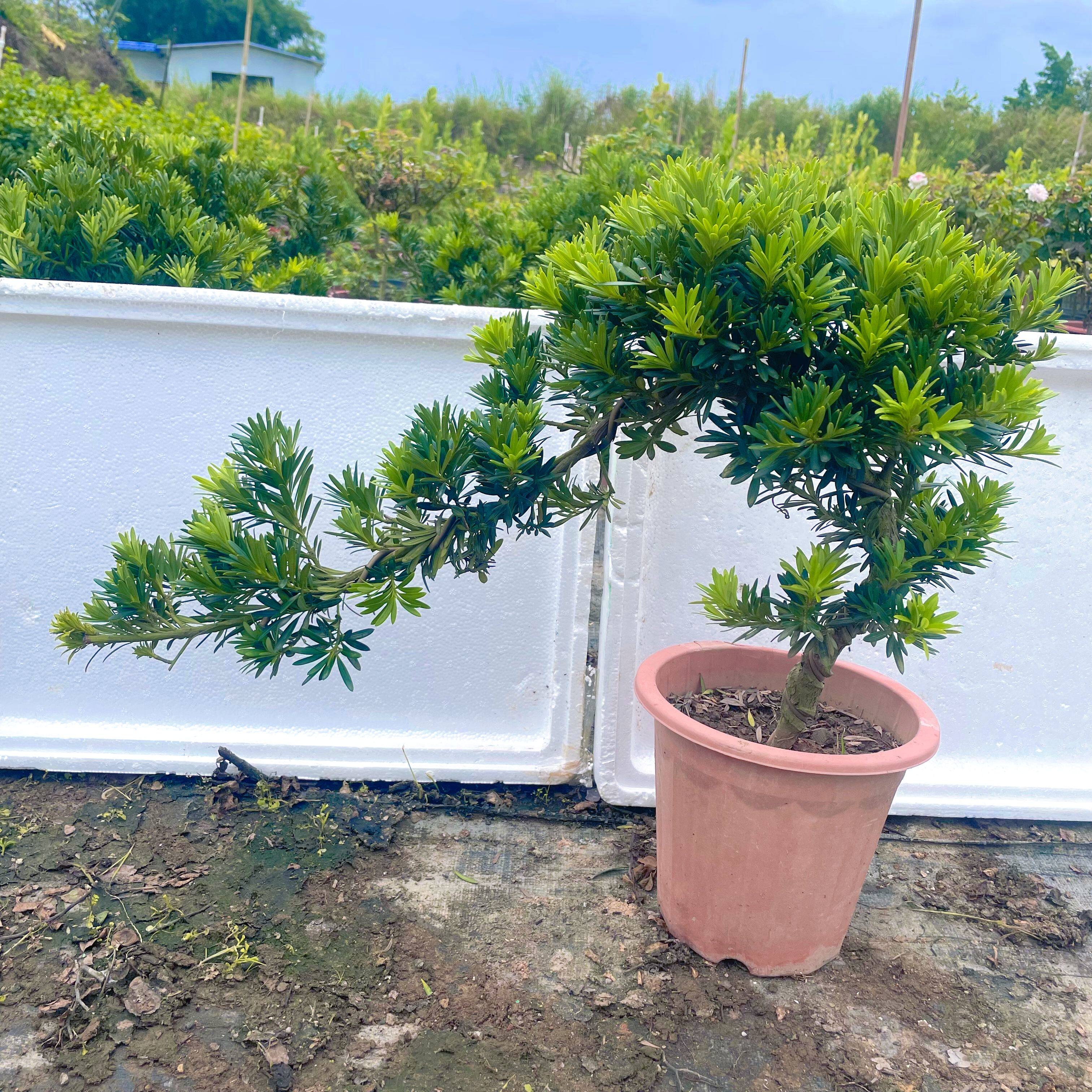 贵妃罗汉松苗四季常绿贵妃罗汉松盆景阳台楼顶园林镇宅盆景