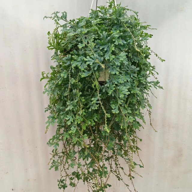 变色龙蕨 翠云草 珊瑚藤蕨 阳台花园庭院客厅植物 可爬藤可垂吊
