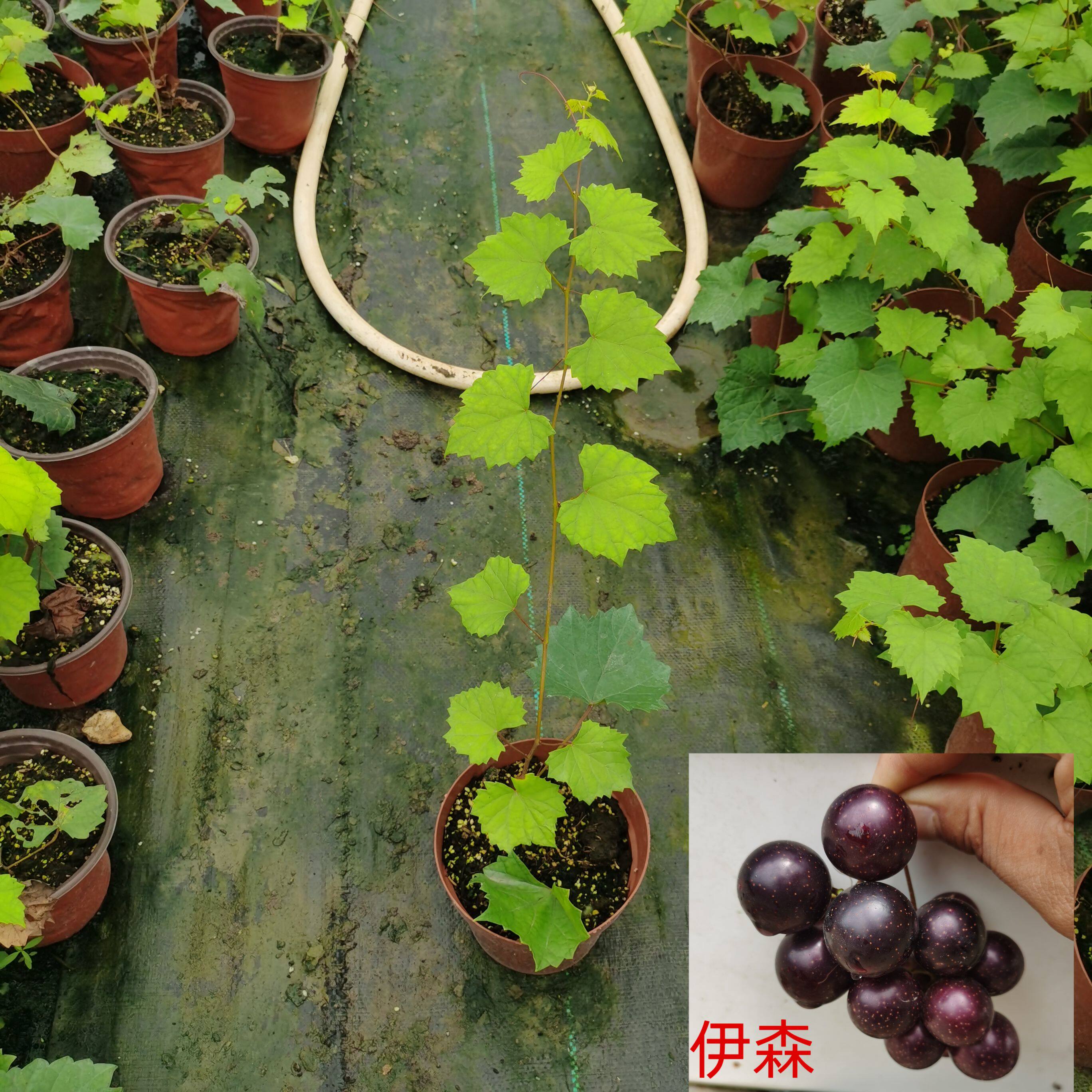 美洲圆叶葡萄树苗红宝石保尔克格威尔微红梅懒人葡萄盆栽阳台庭院