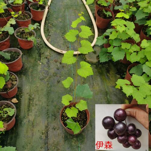 美洲圆叶葡萄树苗红宝石保尔克格威尔微红梅懒人葡萄盆栽阳台庭院