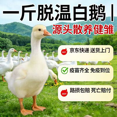 一斤大白鹅脱温大白鹅苗