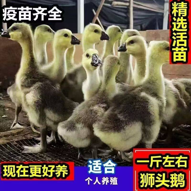 正宗狮头鹅现货一斤脱温狮头鹅活苗特大纯种正宗巨型狮子头鹅苗活