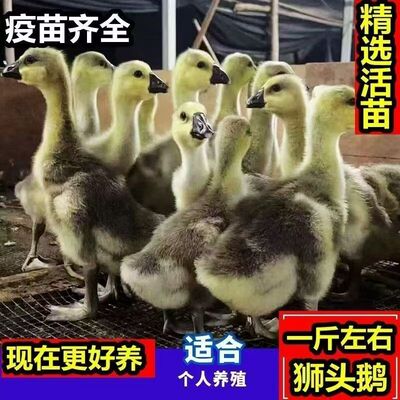 脱温一斤狮头鹅特大种鹅苗