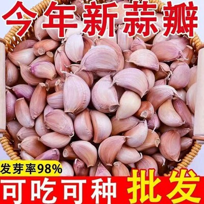山东新大蒜瓣手剥蒜瓣红根蒜苔