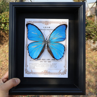 机械蝴蝶成品真蝴蝶标本可动大蓝闪天堂绿带翠凤蝶仿生生日礼物