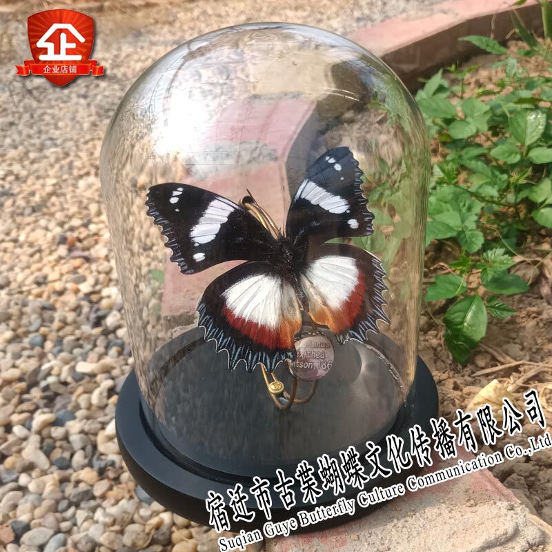 Ancient butterflies Really Butterfly Butterfly specimens The glass ornaments dust cover Arts and Craftsin the Home accessories , Decorative painting , Decorative painting class specimens  category - from Buy2taobao.com to provide professional Taobao agent buy service
