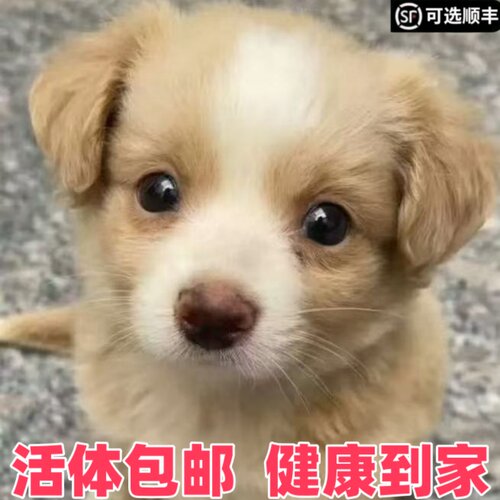 高智商的狗仔幼犬健康包邮好训练