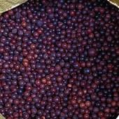 特价 清仓瑕疵问题坏珠颈椎枕头枕芯红木珠废珠手串檀木散珠子手工