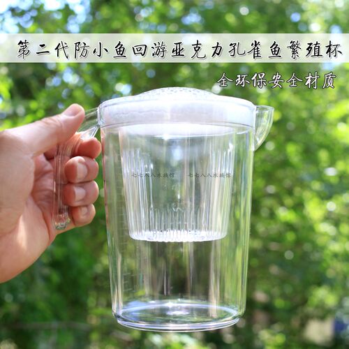 第二代高透孔雀鱼产子隔离杯繁殖