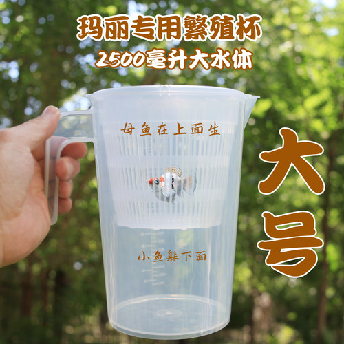玛丽球专用隔离繁殖杯隔离盒
