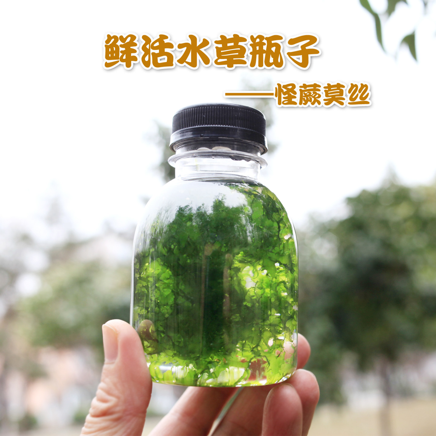简单漂浮性水草小竹节怪蕨莫丝观赏水草生小鱼仔躲避繁殖水草瓶