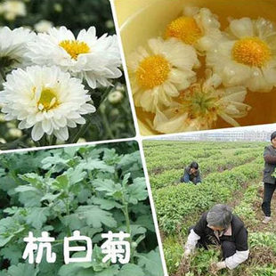 贡菊食用菊花苗四季开花金丝黄菊泡茶杭白菊盆栽绣球黄菊菊花大苗