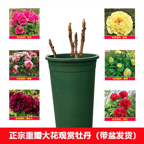 （3-5分枝牡丹盆栽）正宗重瓣大花牡丹花苗盆栽地栽阳台庭院种植