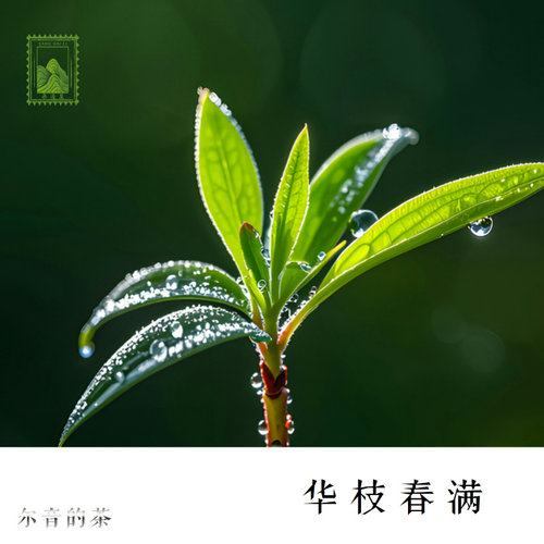 具有很高收藏价值的白茶