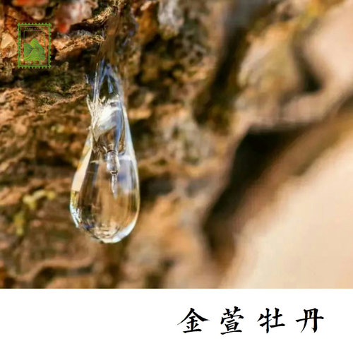 尔音/{湖上雪}系列福安大白茶奶香老树牡丹22/23年【金萱牡丹】