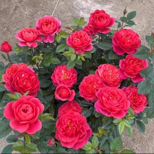 【沙海园艺】绝色果汁阳台月季花苗开花玫瑰小苗四季盆栽花卉