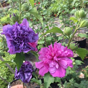 蓝莓冰沙木槿花盆栽紫玉雪纺木槿阳台花园浓香花卉绿植物室内好养