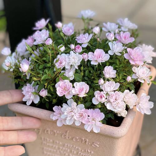 日本姬乙女月季超微迷你盆栽四季开花带花苞室内桌面花卉绿植
