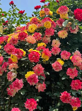 藤本月季花苗大花浓香花卉庭院耐寒花室内盆栽爬藤月季藤彩虹花苗