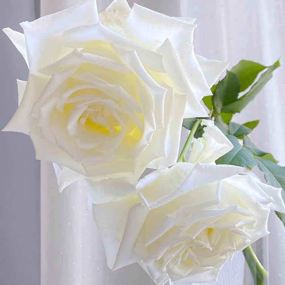 保罗二世月季花苗开花玫瑰小苗四季盆栽花卉爬藤植物蔷薇树苗绿植,鲜花速递/花卉仿真/绿植园艺,月季/蔷薇/玫瑰,淘宝优惠券,粉丝福利购,淘宝优惠卷