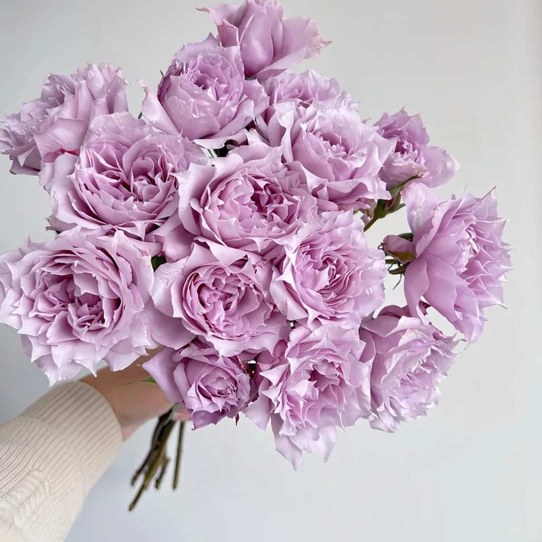 【沙海园艺】幻紫月季花苗少刺多季节开花盆栽紫色勤花抗病直立,鲜花速递/花卉仿真/绿植园艺,月季/蔷薇/玫瑰,淘宝优惠券,粉丝福利购,淘宝优惠卷