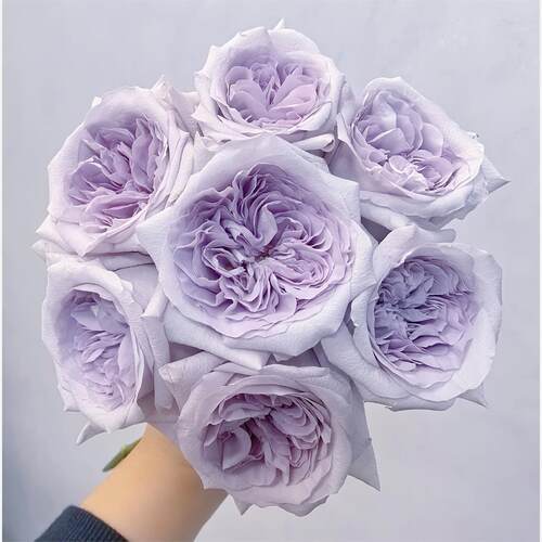 【沙海园艺】 新紫荔枝蓝紫色大花切花月季花苗庭院阳台盆栽勤花