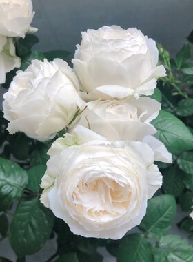 大花浓香月季扦插花苗伊芙婚礼之路纯白色玫瑰盆栽阳台观花植物