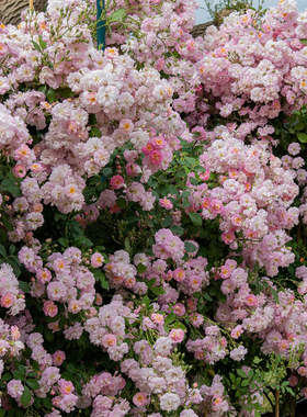 呼吸香水蔷薇花大苗盆栽微风香水藤本月季花爬藤四季浓香花量巨大