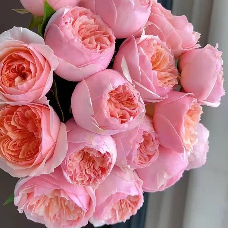 新品 罗密欧/粉色朱丽叶 月季花苗 朱丽叶芽变大花灌木勤花直立,鲜花速递/花卉仿真/绿植园艺,月季/蔷薇/玫瑰,淘宝优惠券,粉丝福利购,淘宝优惠卷