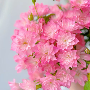 天荷繁星月季花苗开花粉玫瑰花室内阳台盆栽四季好养花卉