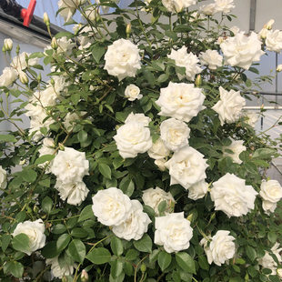 藤冰山爬藤月季扦插白色蔷薇花苗浓香多季开花植物花卉盆栽