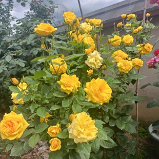 金凤凰 月季大花朵浓香四季玫瑰花盆栽阳台花卉扦插花苗