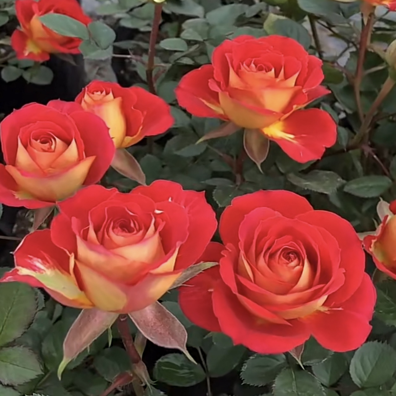 双鱼座月季花苗盆栽四季开花