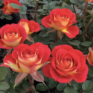 双鱼座月季花苗盆栽四季开花重瓣玫瑰花苗阳台庭院花卉植物