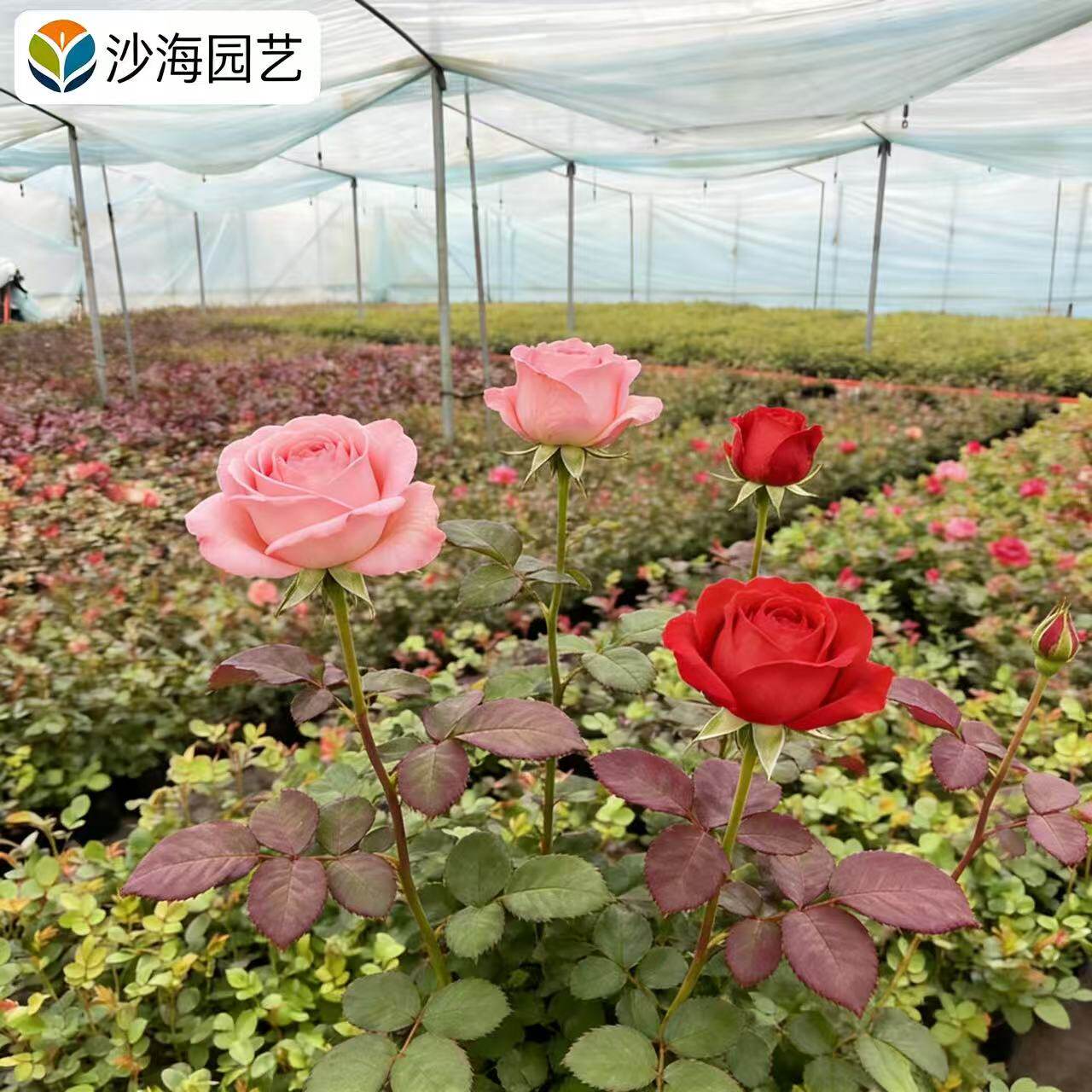 【沙海园艺】玫瑰花苗多季开花易活月季扦插小苗室内阳台盆栽