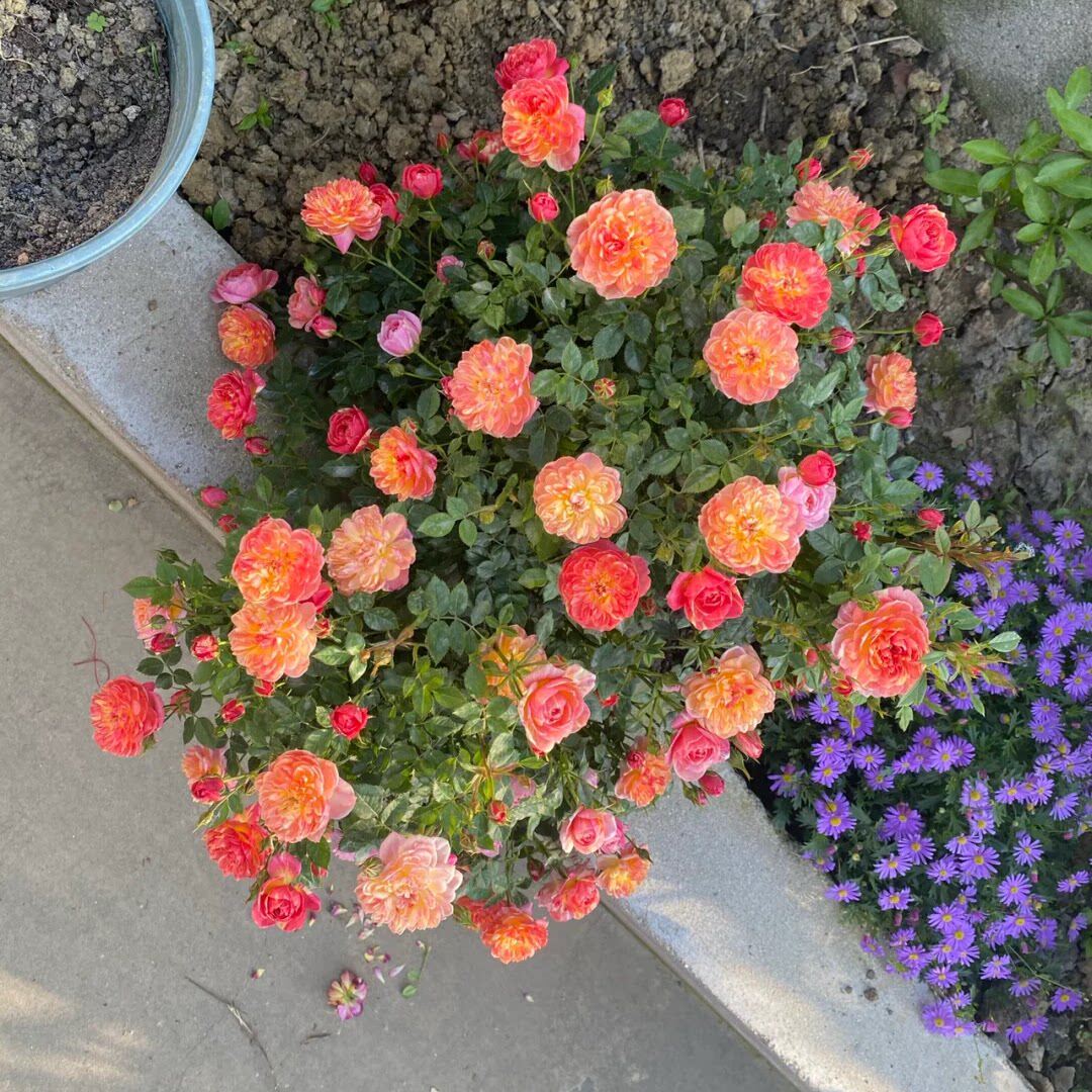 躲躲藏藏/捉迷藏盆栽扦插月季阳台微型月季多季开花机器