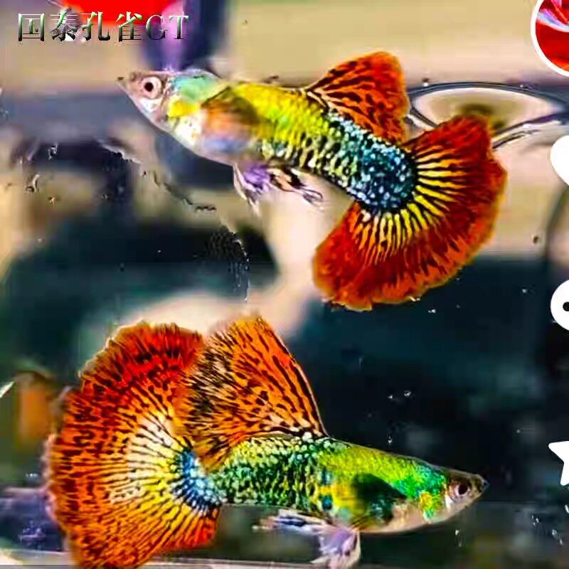 红龙孔雀鱼活鱼越南进口F1半月尾孕母临产绿色立背龙纹精品纯种