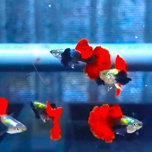 白金象耳孔雀鱼红尾精品进口子代F1纯种小型怀孕活鱼苗热带观赏鱼