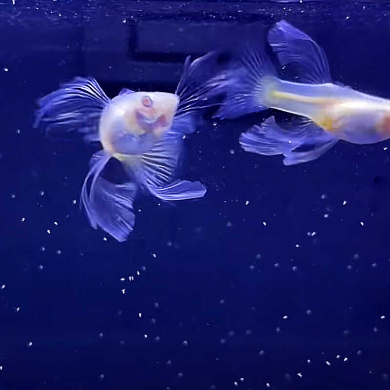 蓝白大C粗条大绣球基因孔雀鱼孕母临产活鱼苗怀孕纯种精品天空蓝